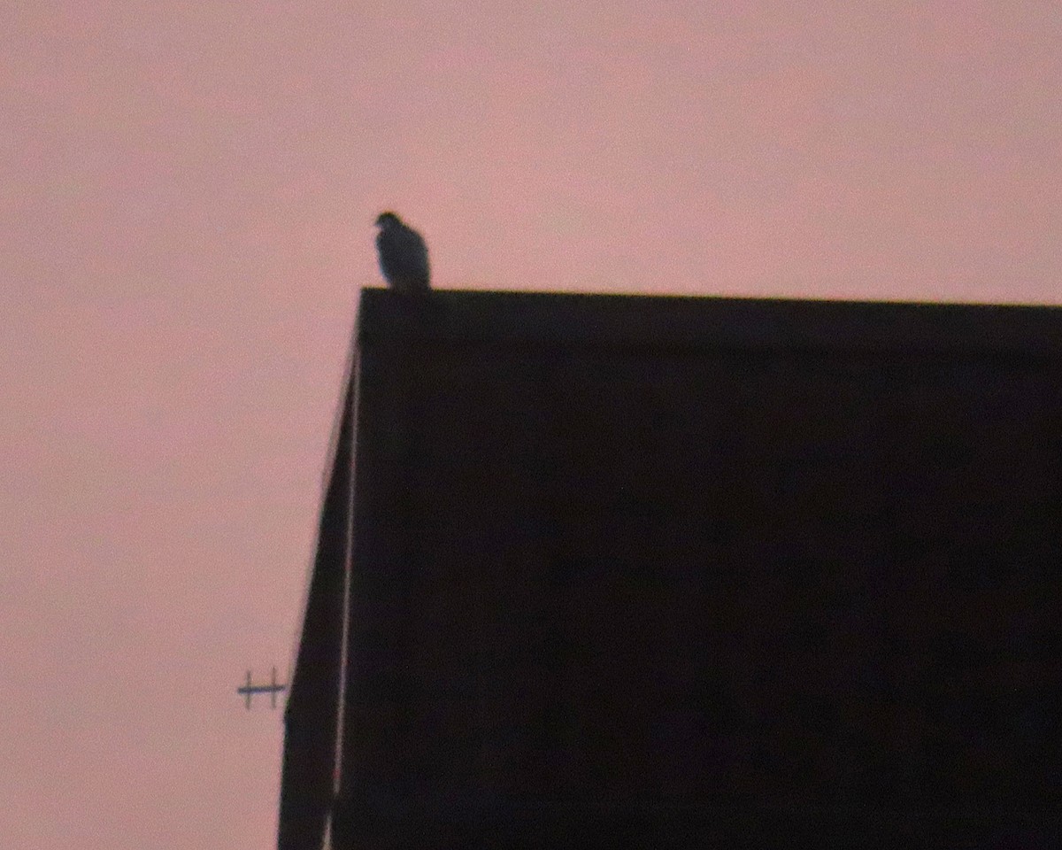 Сапсан - ML645861197