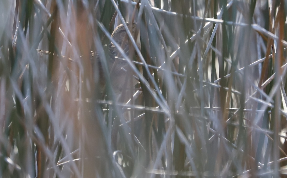 Тростниковый крапивник - ML645861198