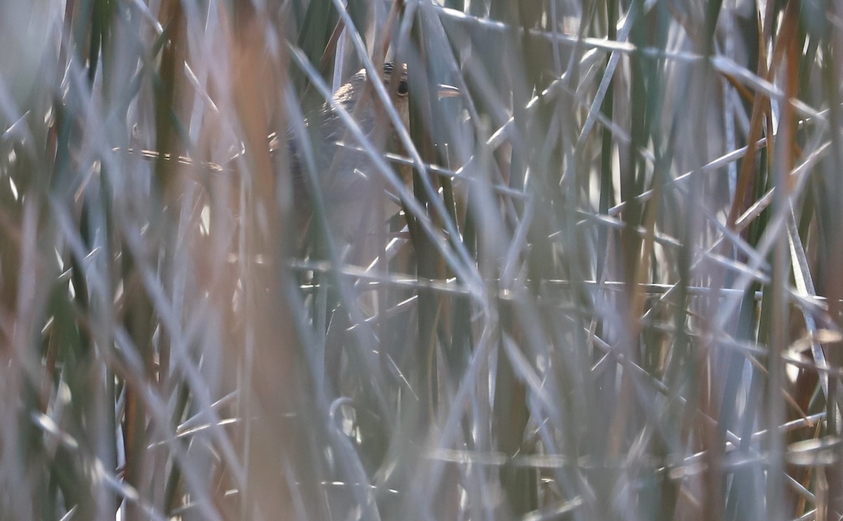 Тростниковый крапивник - ML645861200