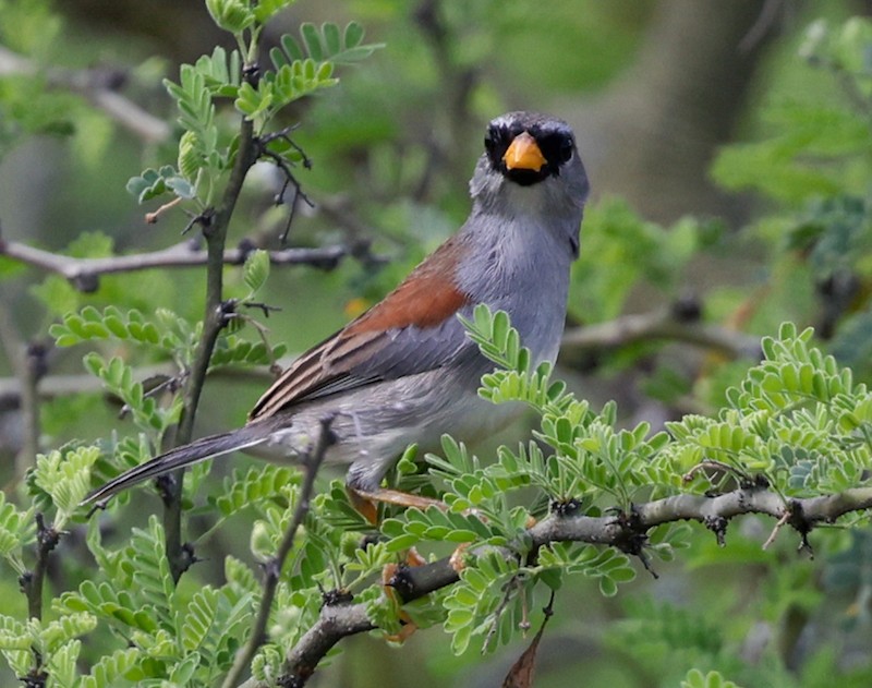 Мараньонская пизарита-инка - ML645861201