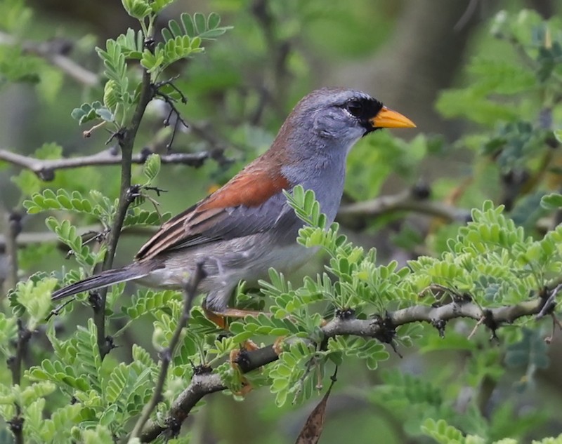 Мараньонская пизарита-инка - ML645861202