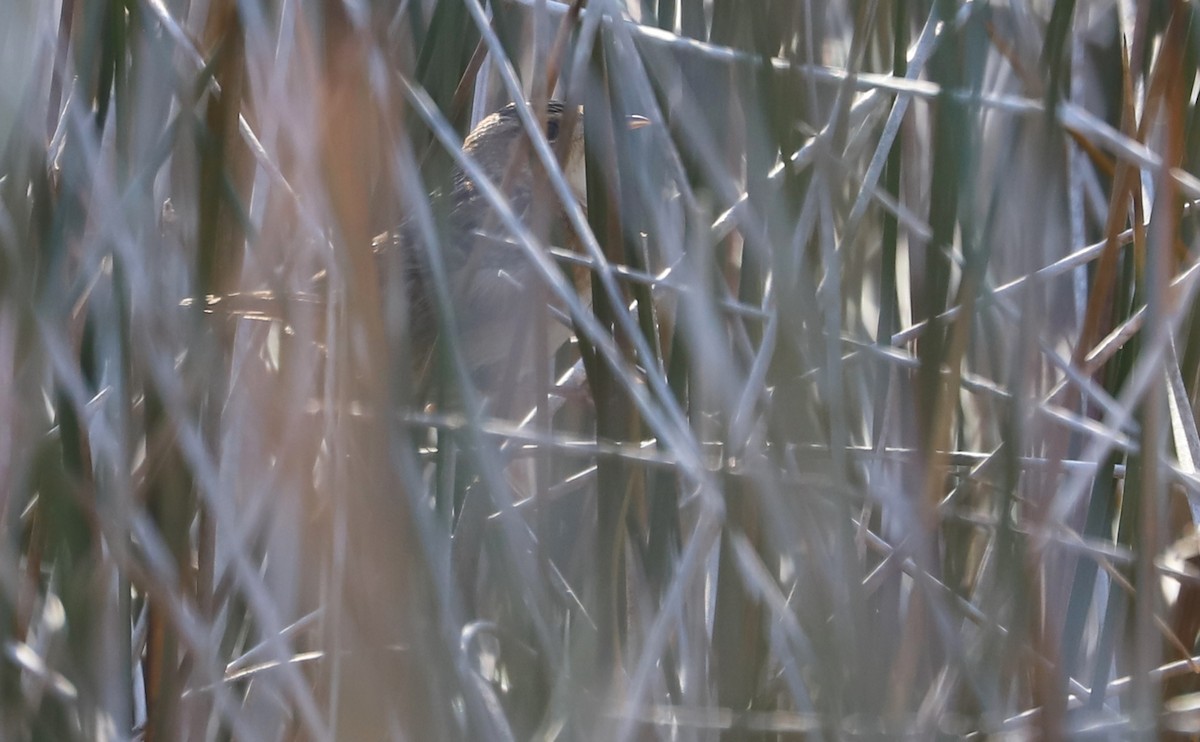 Тростниковый крапивник - ML645861204