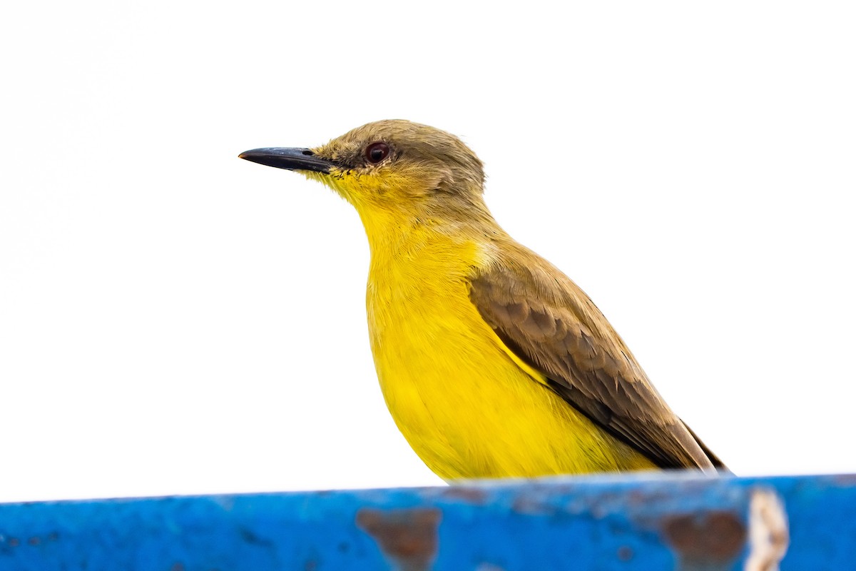 Коровий тиранн - ML645861206