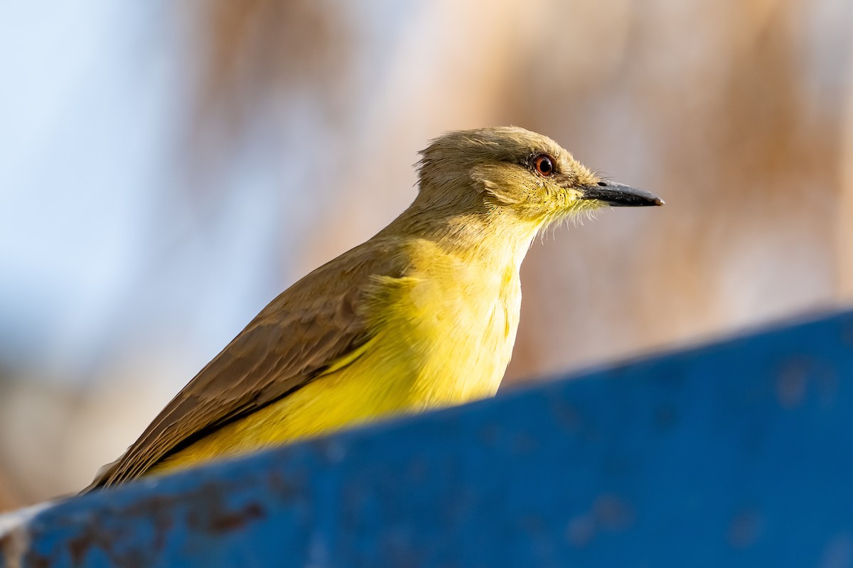 Коровий тиранн - ML645861207