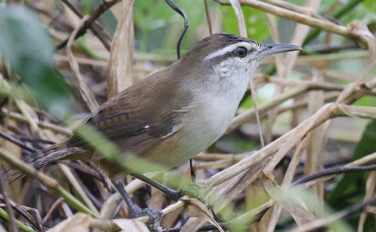 Тусклый крапивник - ML645861208