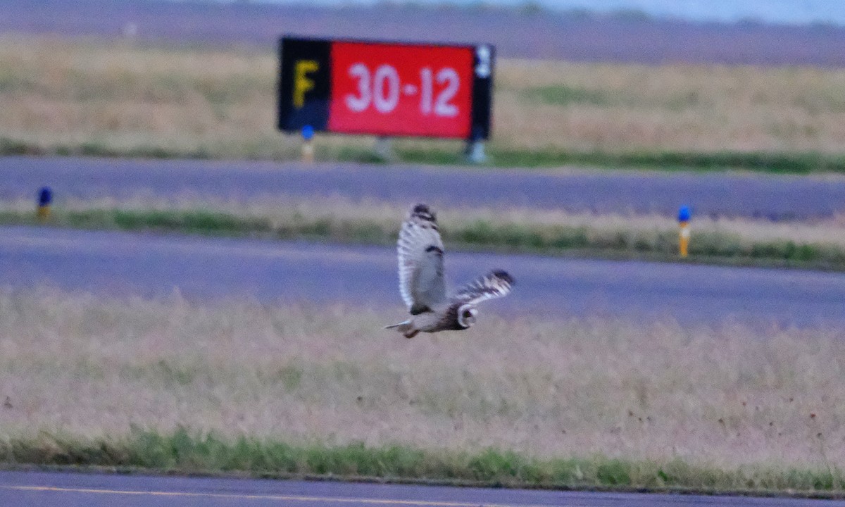 Хулгар гуйванга - ML645861209