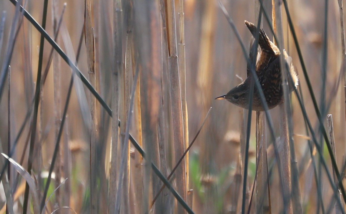 Тростниковый крапивник - ML645861211