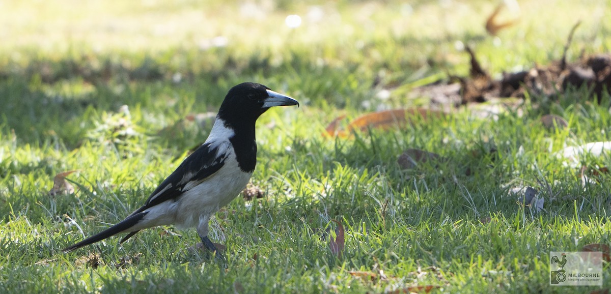 Пегая флейтовая птица - ML645861212