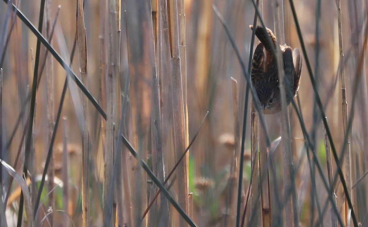 Тростниковый крапивник - ML645861214