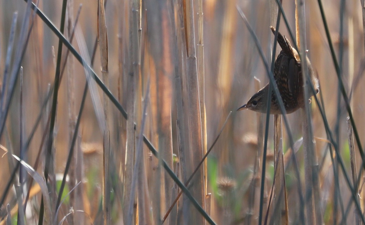 Тростниковый крапивник - ML645861215