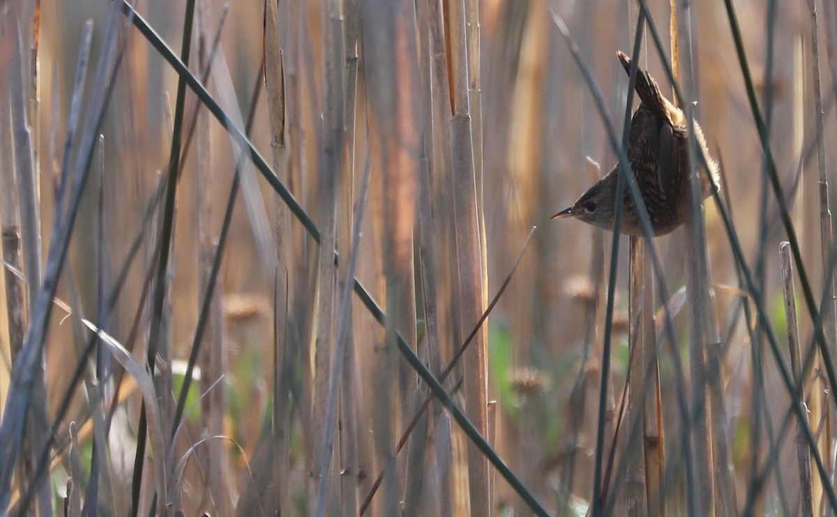 Тростниковый крапивник - ML645861218