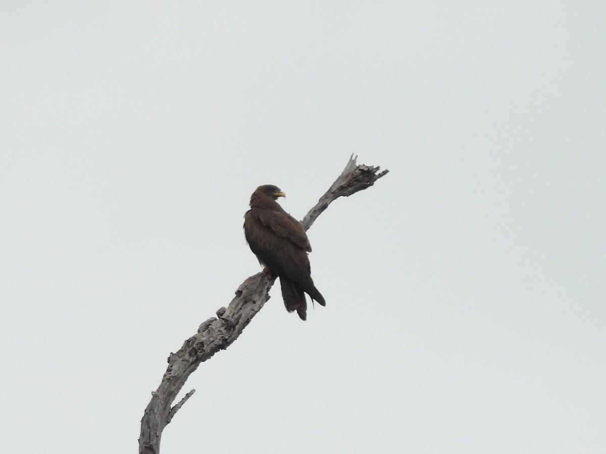 Чёрный коршун (aegyptius/parasitus) - ML645861236