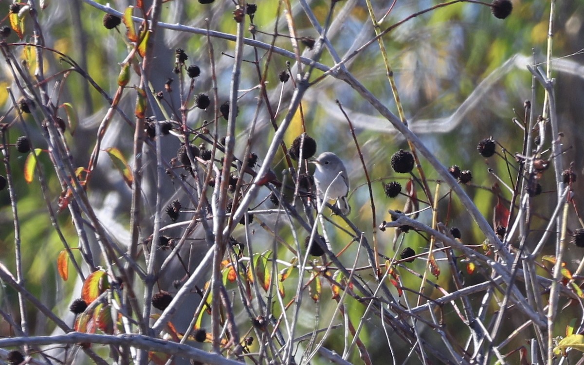 Голубая комароловка - ML645861239