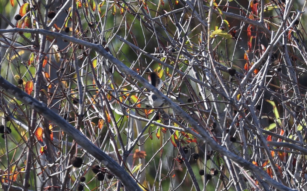 Голубая комароловка - ML645861240