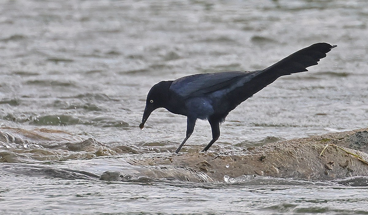 Большехвостый гракл [группа mexicanus] - ML645861243