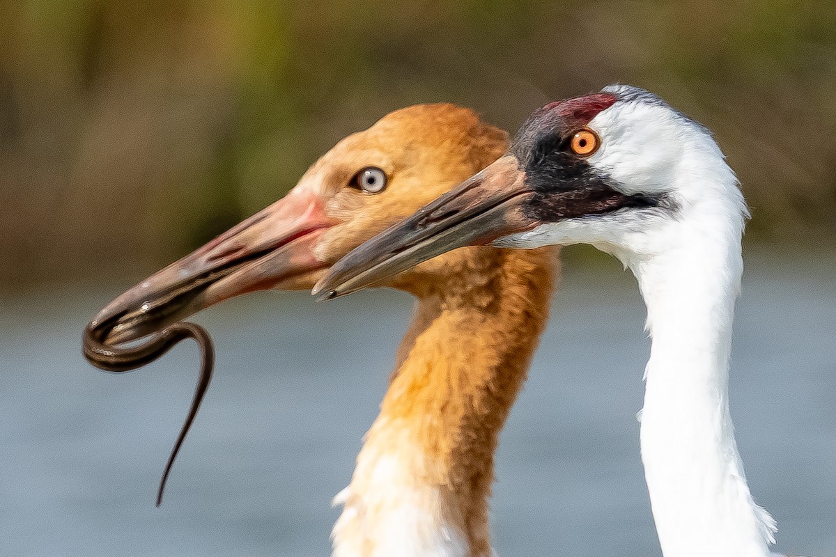 アメリカシロヅル - ML645861253