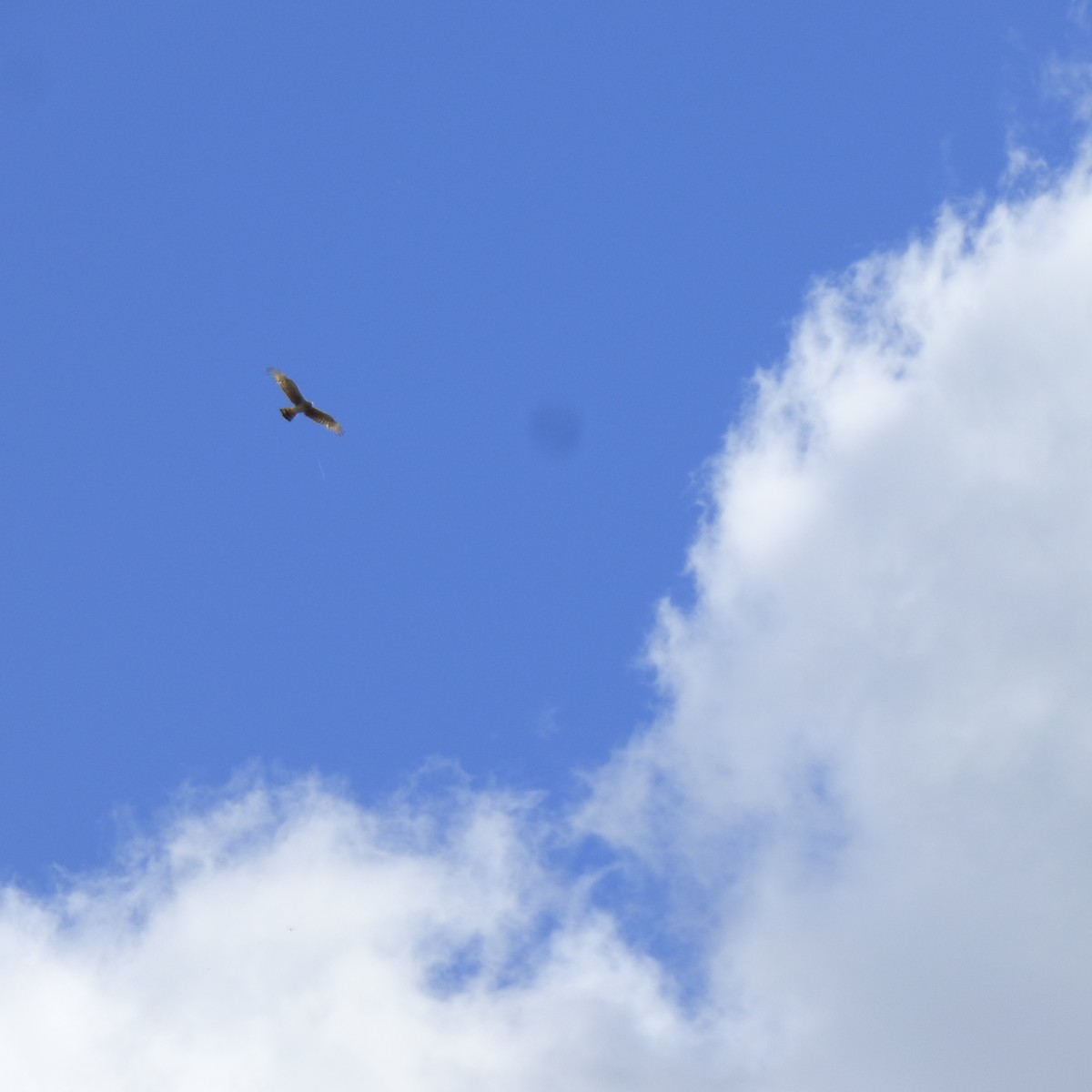 ハネナガチュウヒ - ML645861254