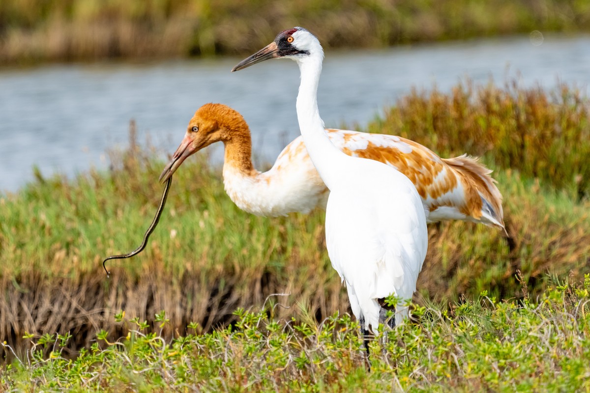 アメリカシロヅル - ML645861255