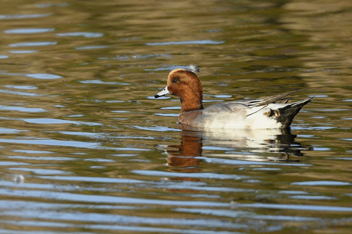 ヒドリガモ - ML645861256