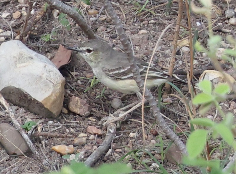 アシナガタイランチョウ - ML645861257