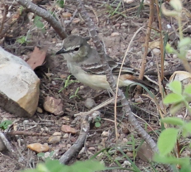 アシナガタイランチョウ - ML645861258