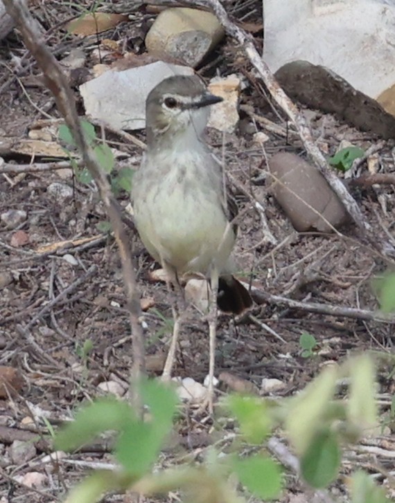 アシナガタイランチョウ - ML645861259