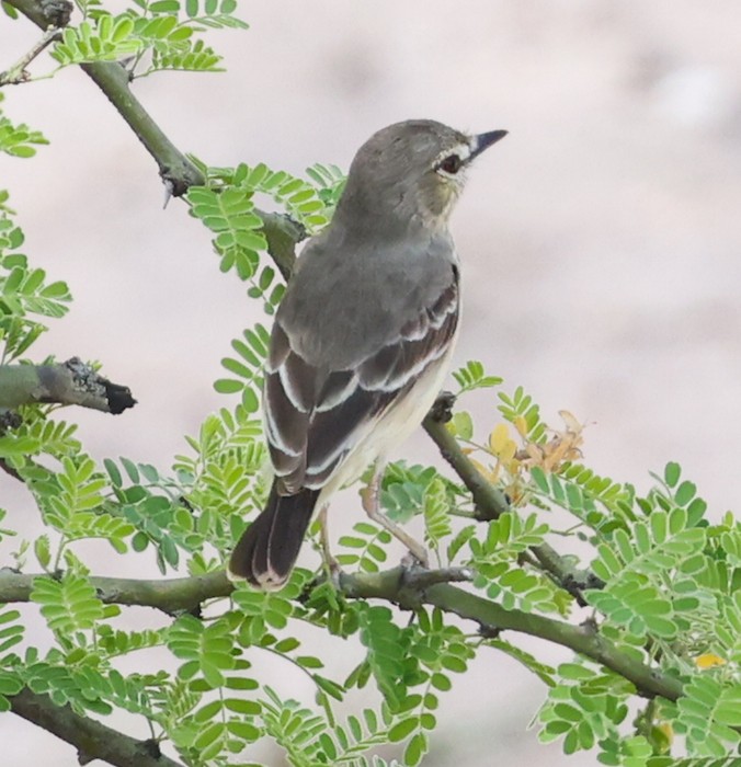 アシナガタイランチョウ - ML645861260