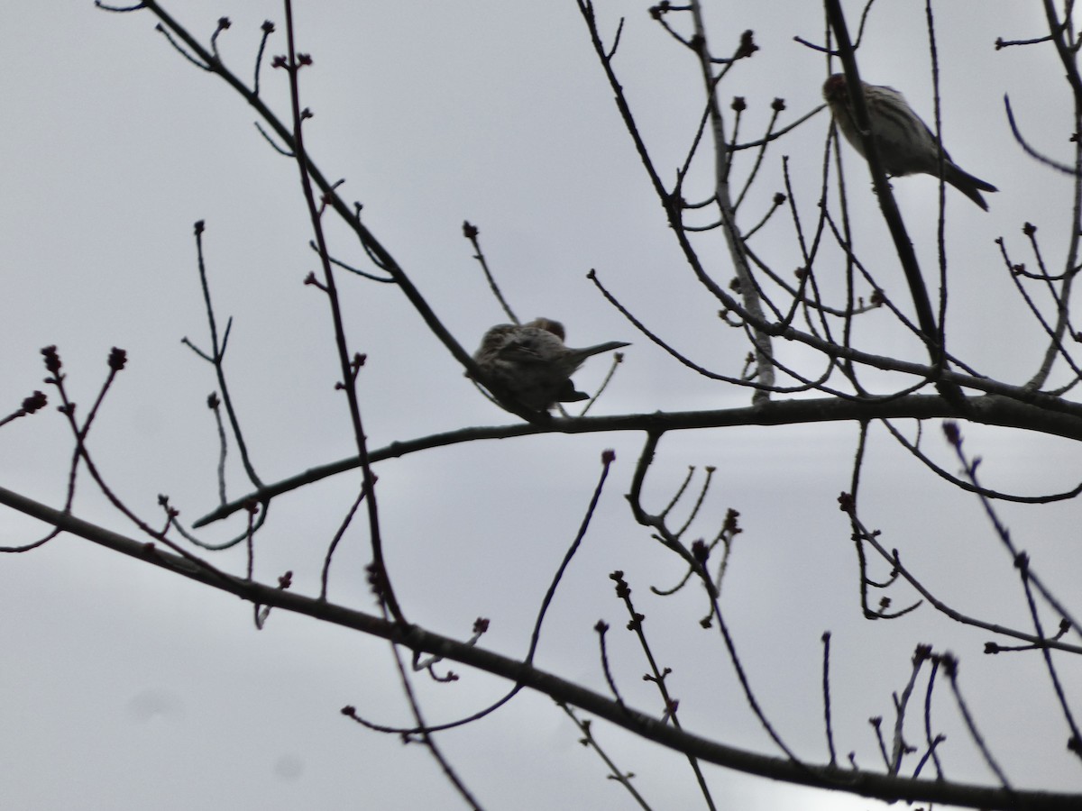 普通朱頂雀 - ML645861262