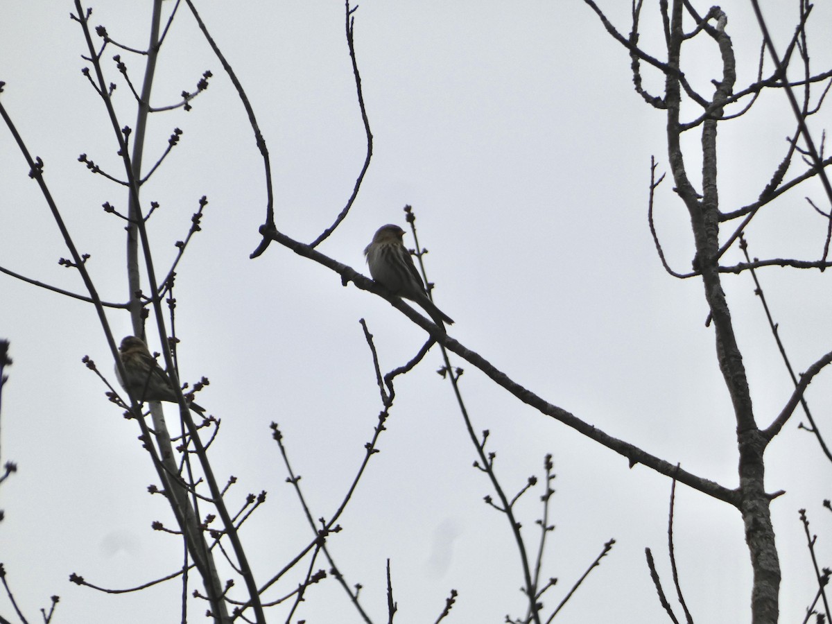 普通朱頂雀 - ML645861263