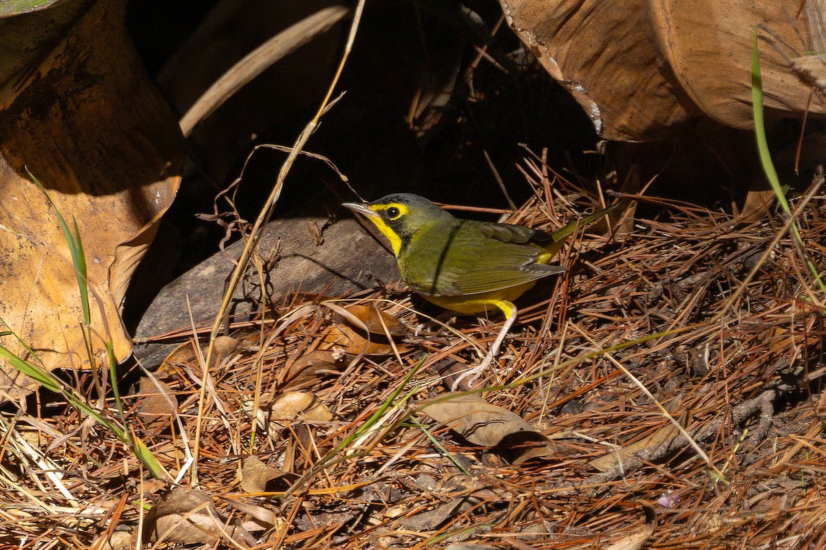 メガネアメリカムシクイ - ML645861264