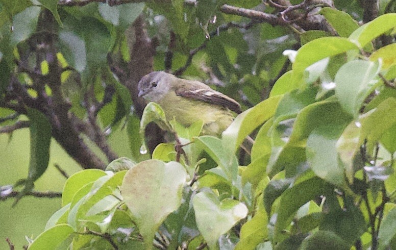 ヒメタイランチョウ - ML645861267