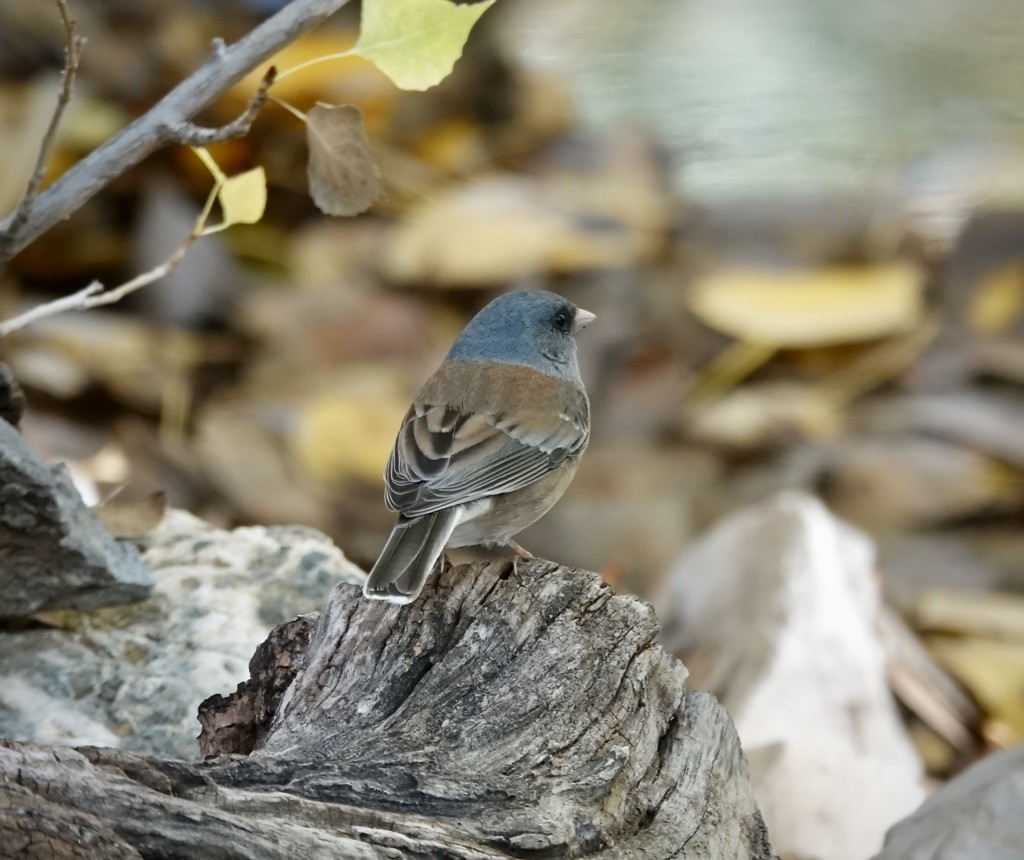 ユキヒメドリ（mearnsi） - ML645861268