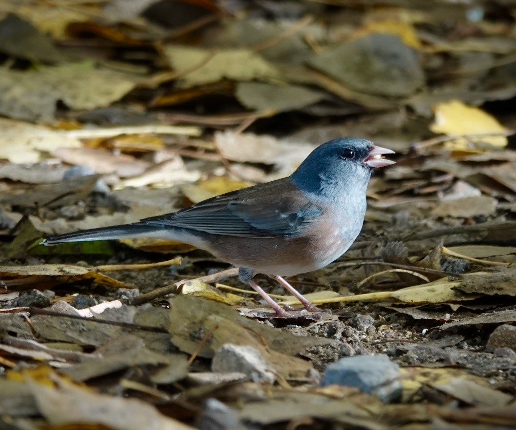 ユキヒメドリ（mearnsi） - ML645861269