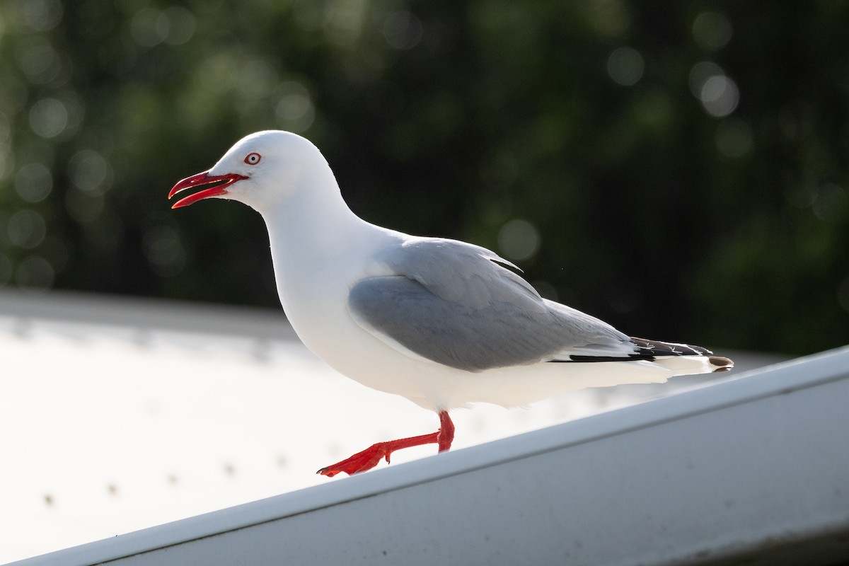 Silberkopfmöwe (scopulinus) - ML645861271