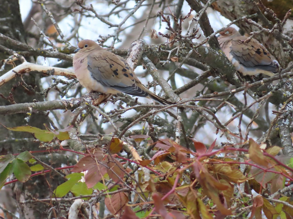 ナゲキバト - ML645861272