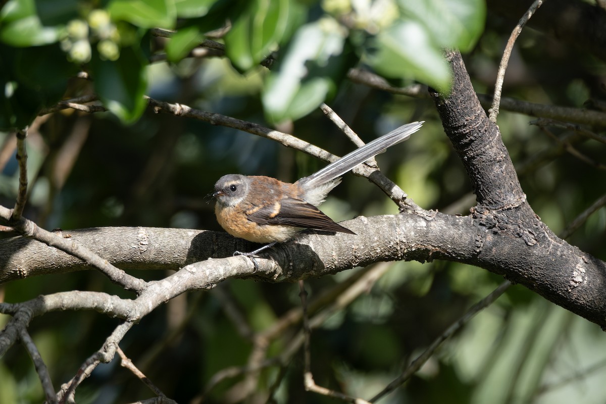 ニュージーランドオウギビタキ - ML645861276