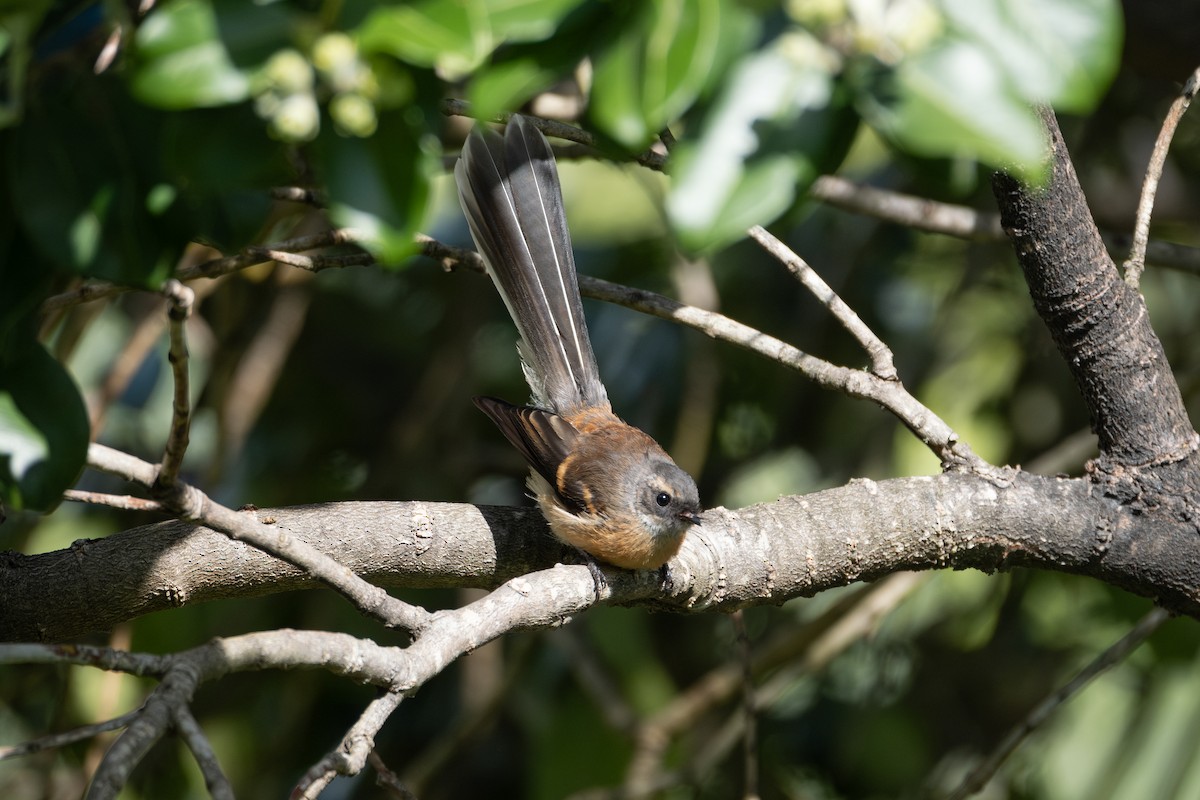 ニュージーランドオウギビタキ - ML645861277