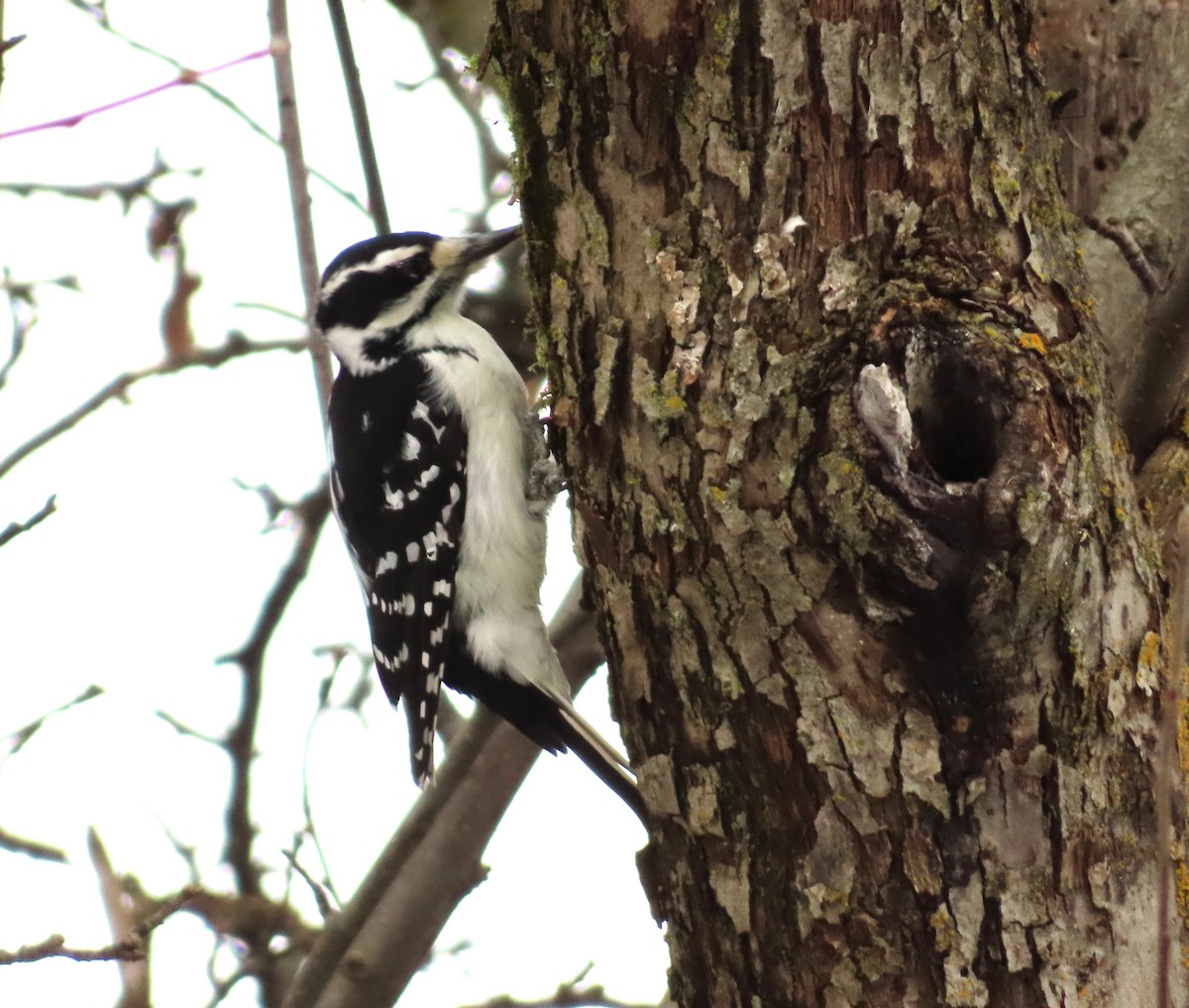 セジロアカゲラ - ML645861279