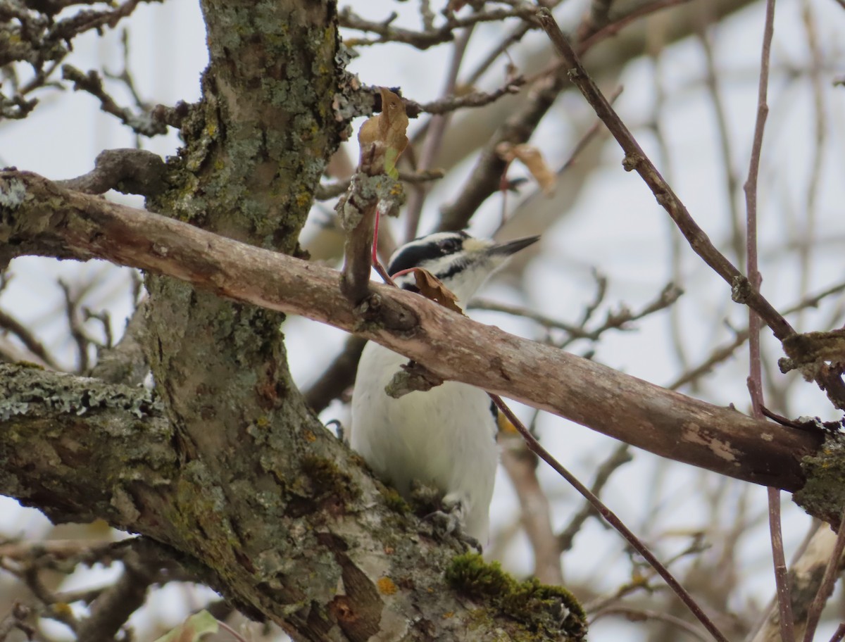 セジロアカゲラ - ML645861282