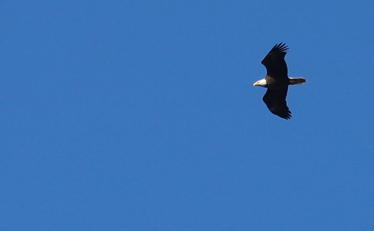 ハクトウワシ - ML645861285