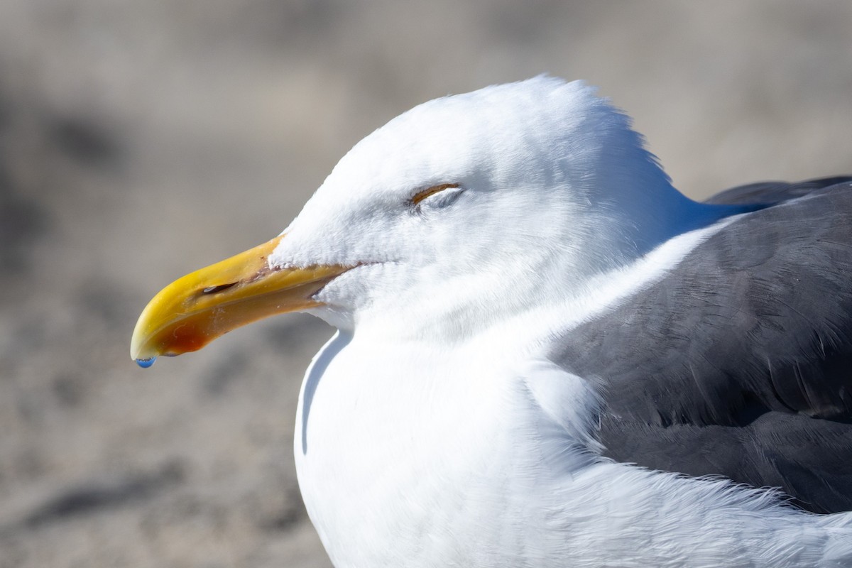 アメリカオオセグロカモメ - ML645861286