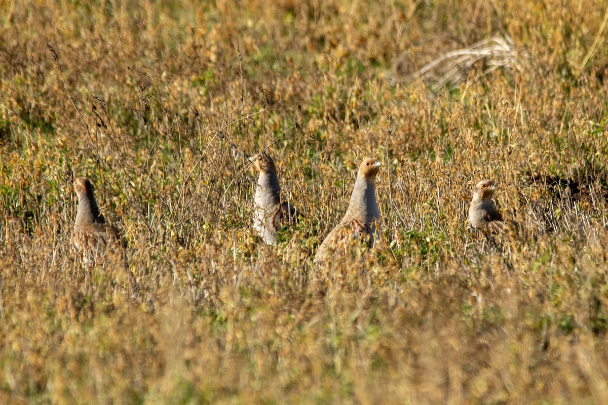 ヨーロッパヤマウズラ - ML645861287