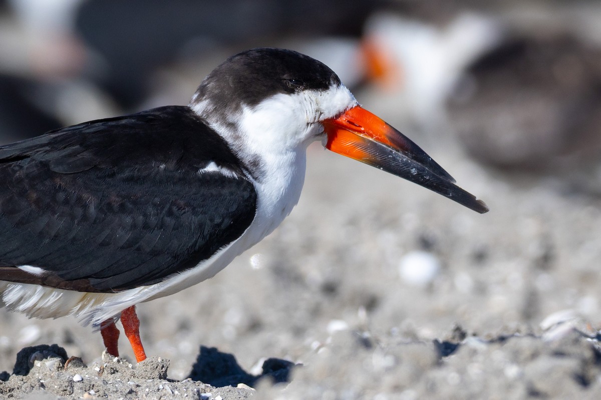 クロハサミアジサシ - ML645861290