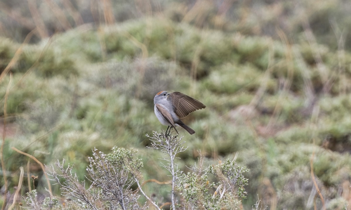 イワタイランチョウ - ML645861291