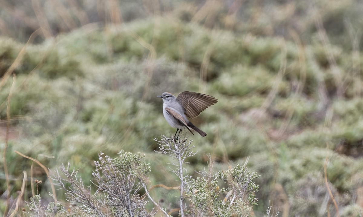 イワタイランチョウ - ML645861292