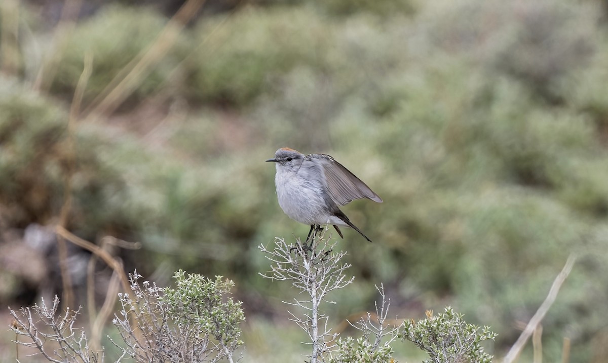 イワタイランチョウ - ML645861293