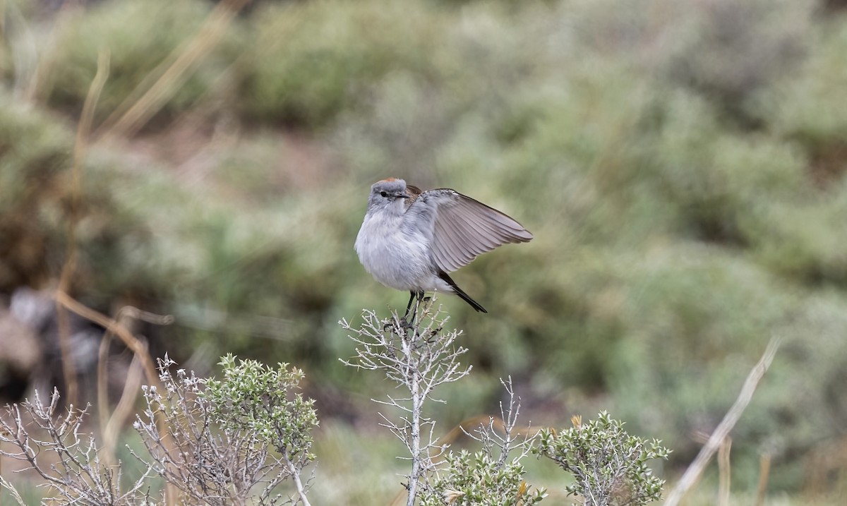イワタイランチョウ - ML645861294