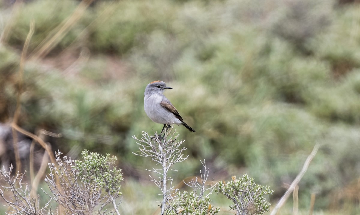 イワタイランチョウ - ML645861295