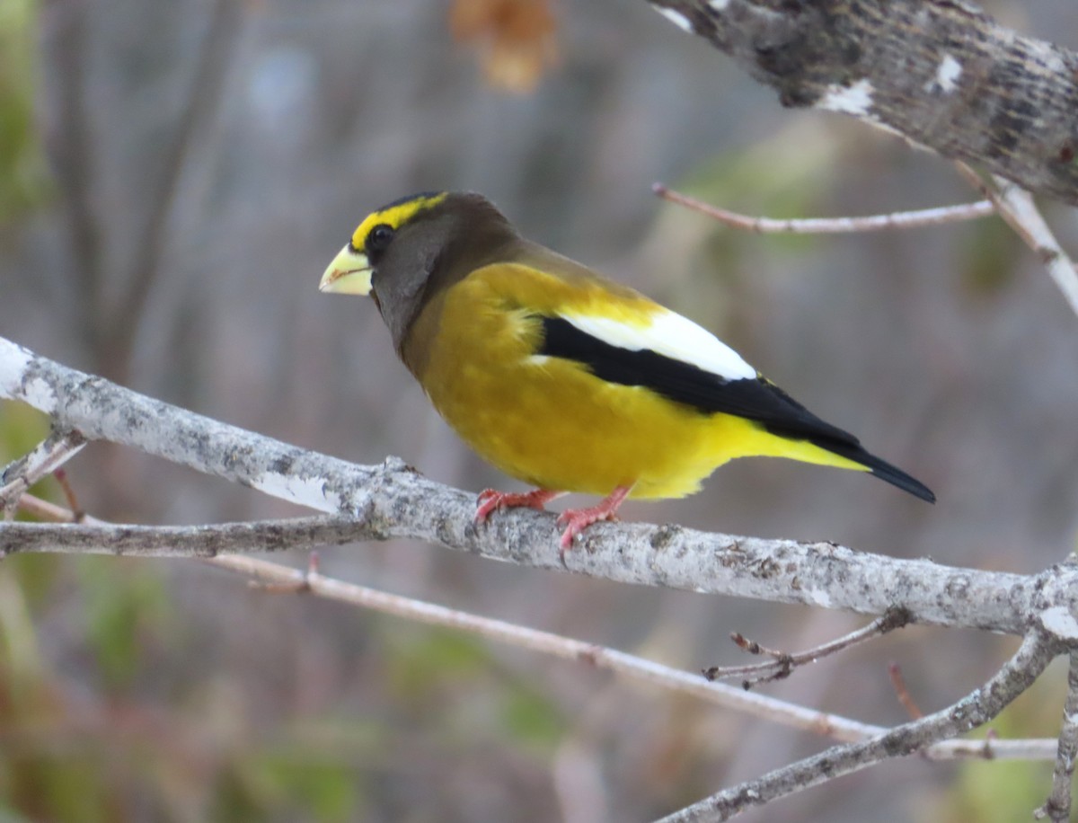 キビタイシメ - ML645861296