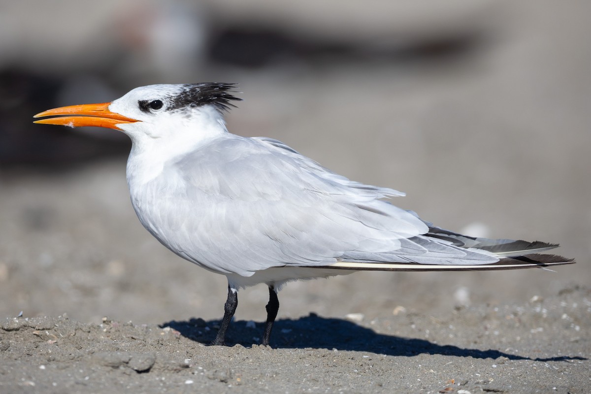 アメリカオオアジサシ - ML645861298